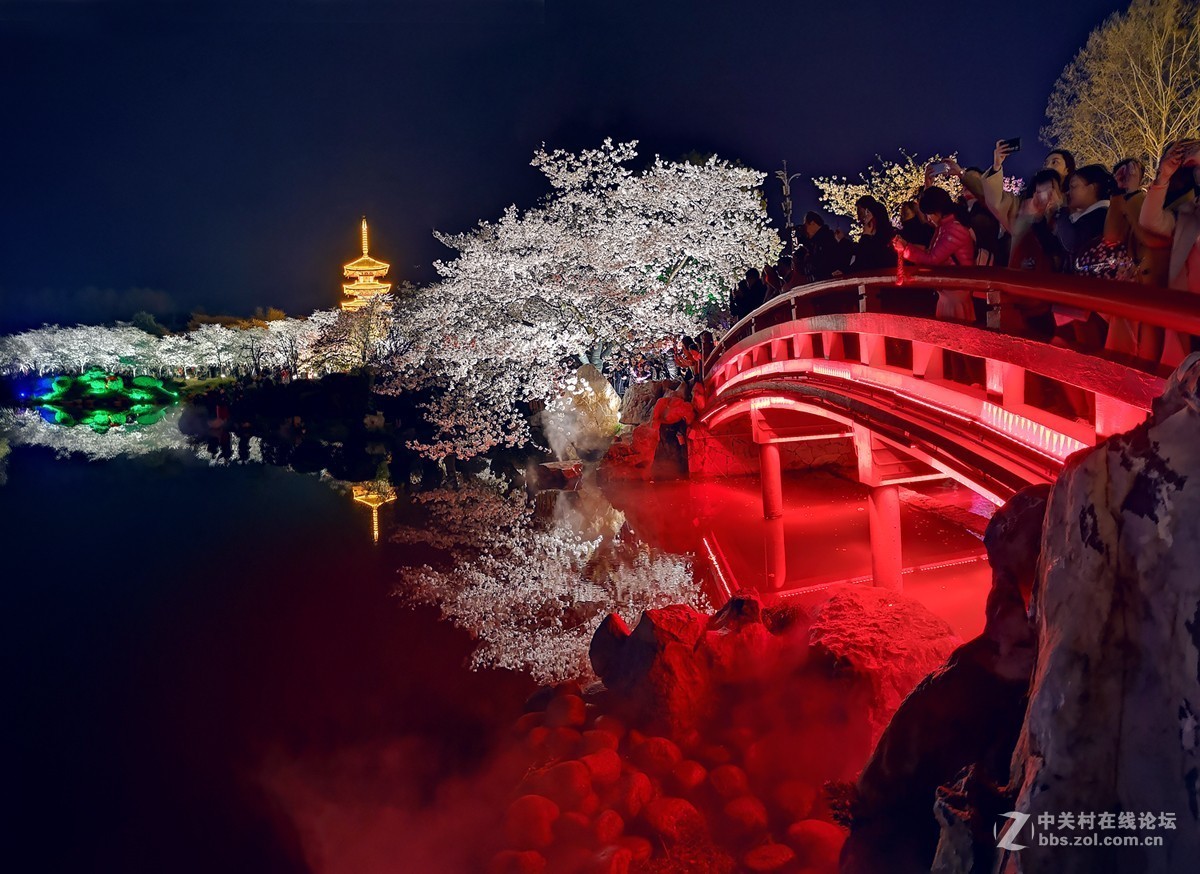 武汉东湖樱花园夜景