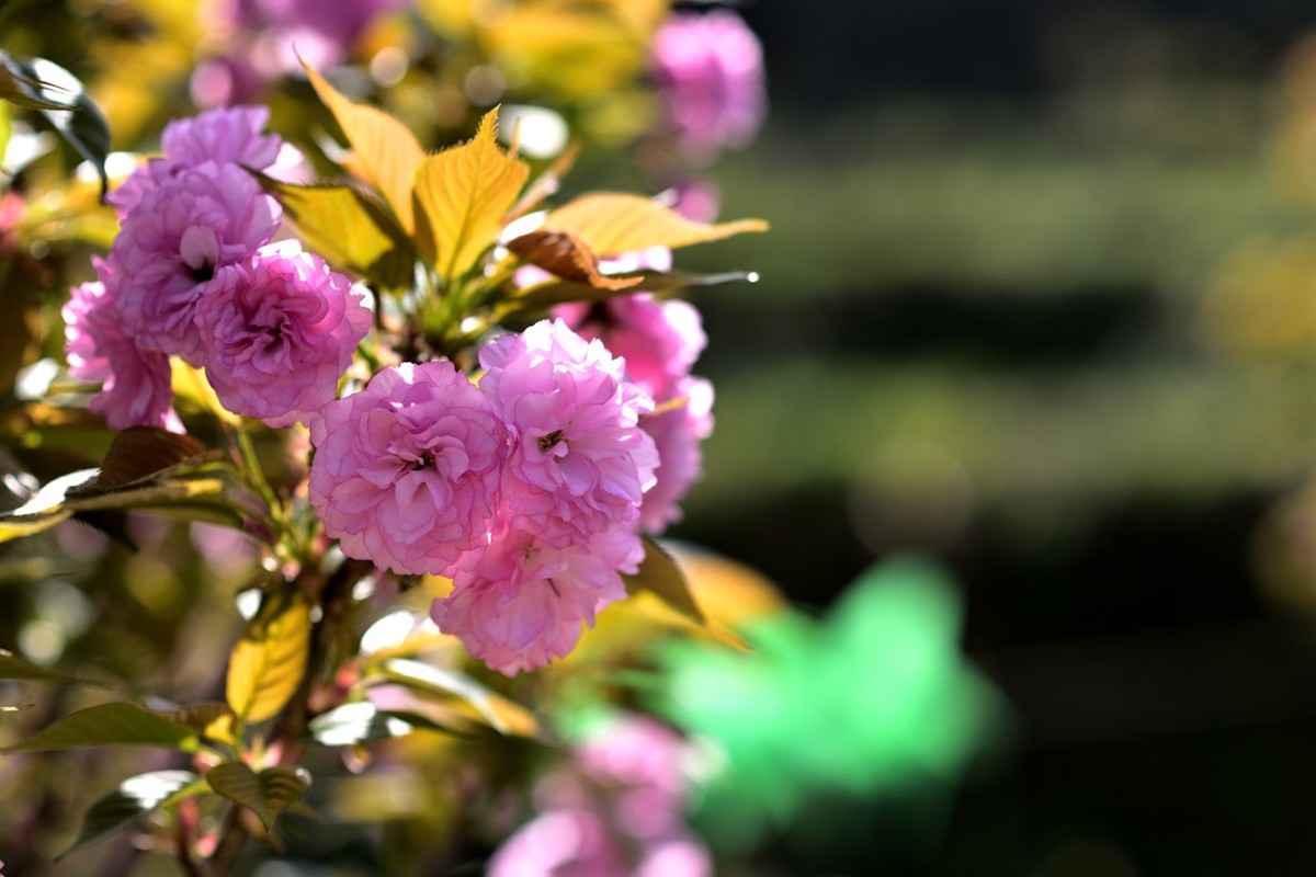 申请：辞去尼康D5200版主一职