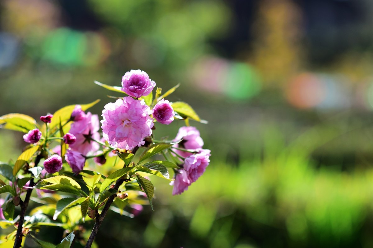 申请：辞去尼康D5200版主一职