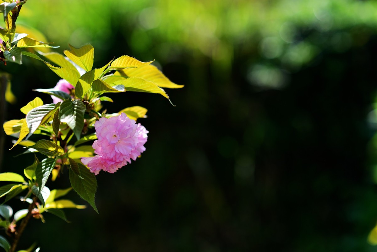 申请：辞去尼康D5200版主一职