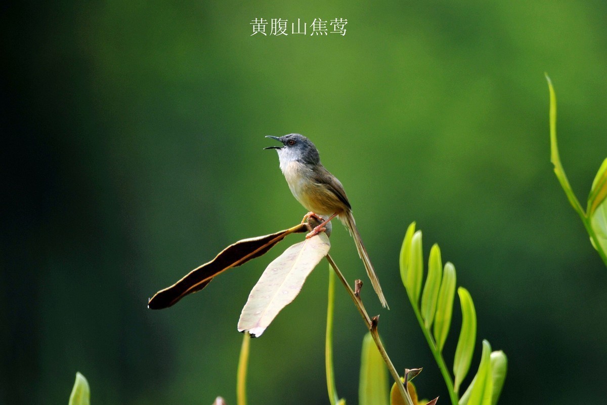 南宁药用植物园小鸟（2020.4.9拍摄）