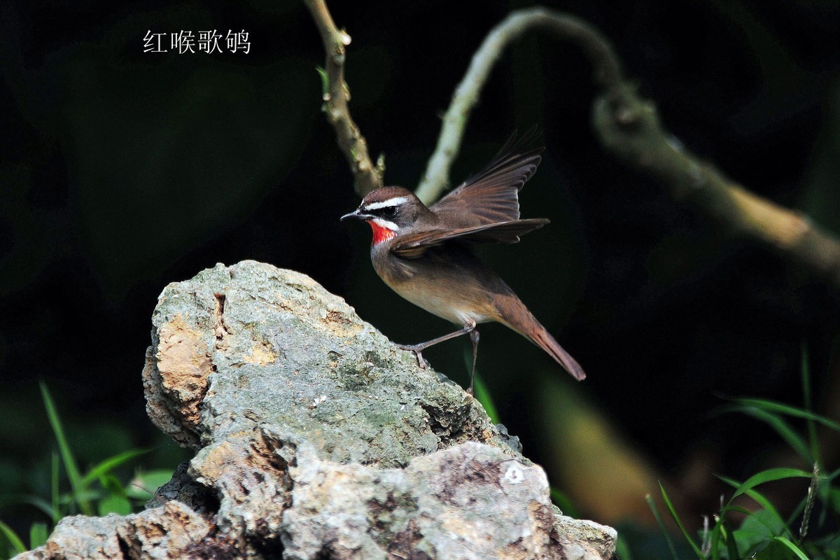 南宁药用植物园小鸟（2020.4.9拍摄）