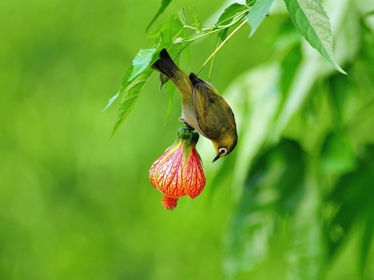 南宁药用植物园小鸟（2020.4.9拍摄）