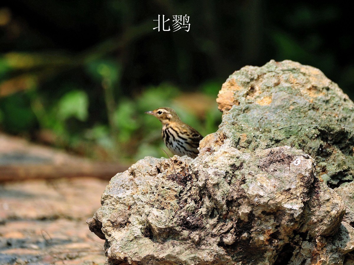 南宁药用植物园小鸟（2020.4.9拍摄）