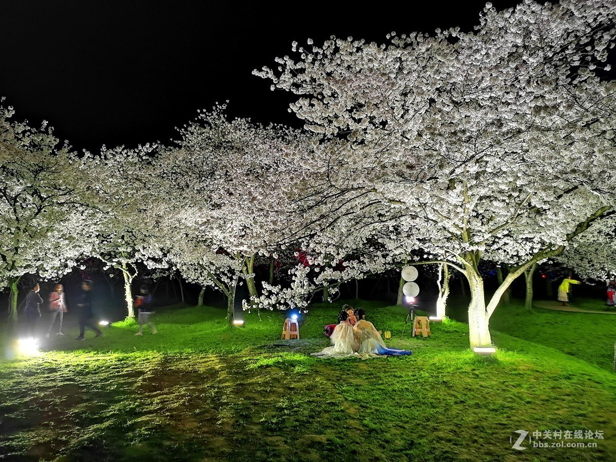 武汉东湖樱花园夜景