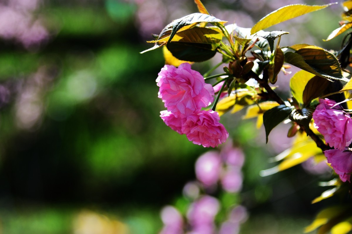 申请：辞去尼康D5200版主一职