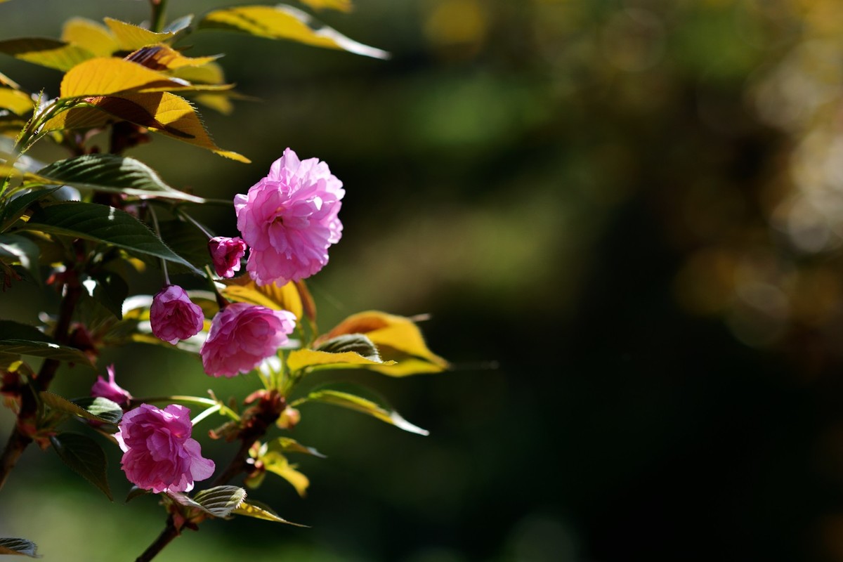 申请：辞去尼康D5200版主一职