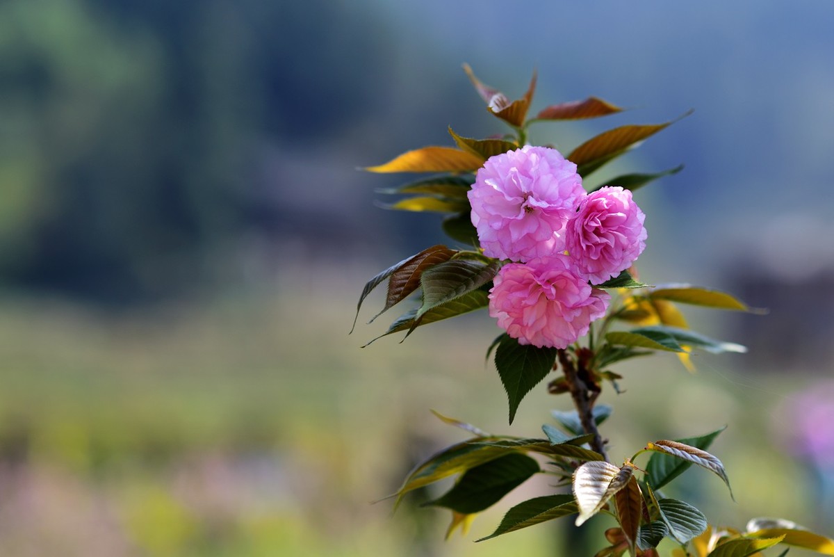 申请：辞去尼康D5200版主一职