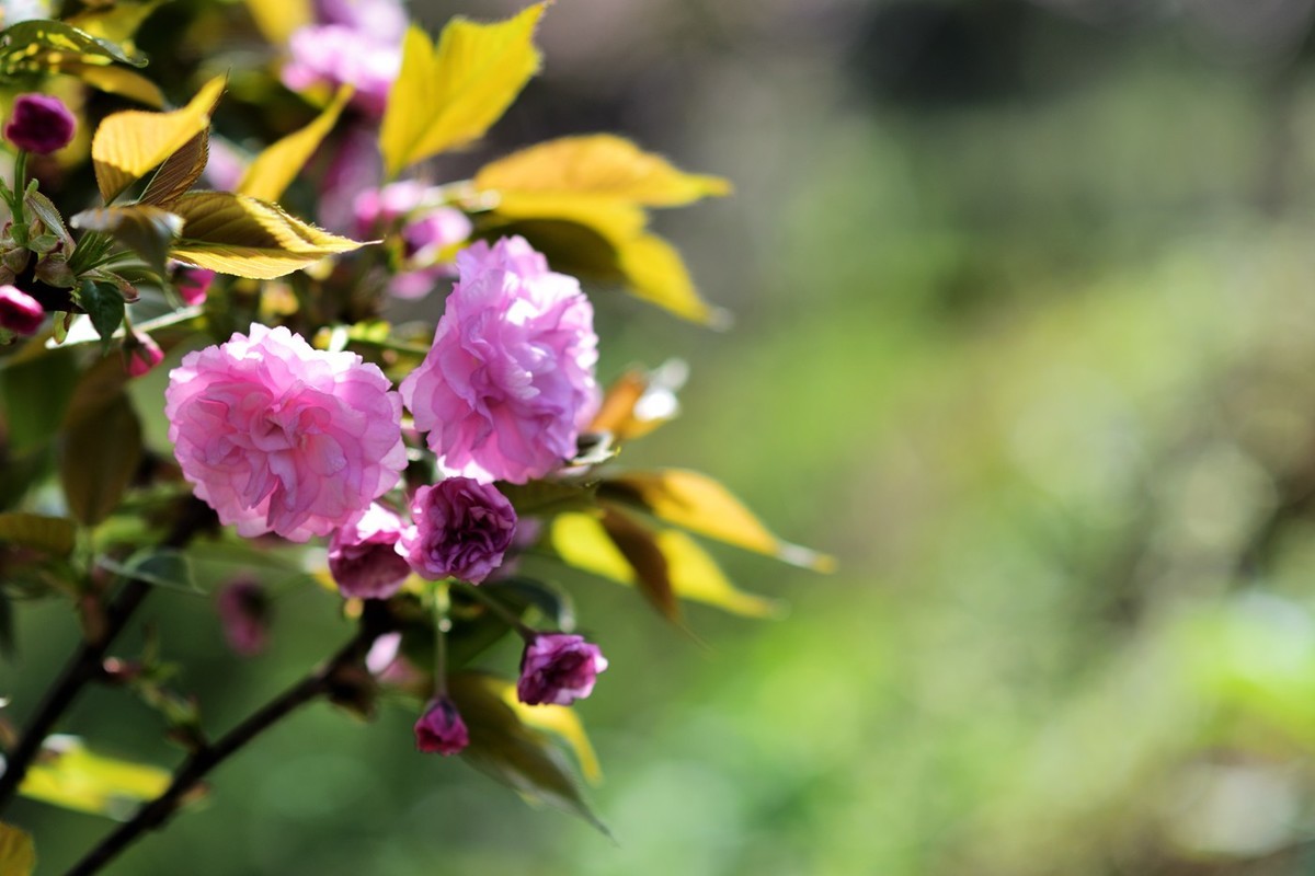 申请：辞去尼康D5200版主一职