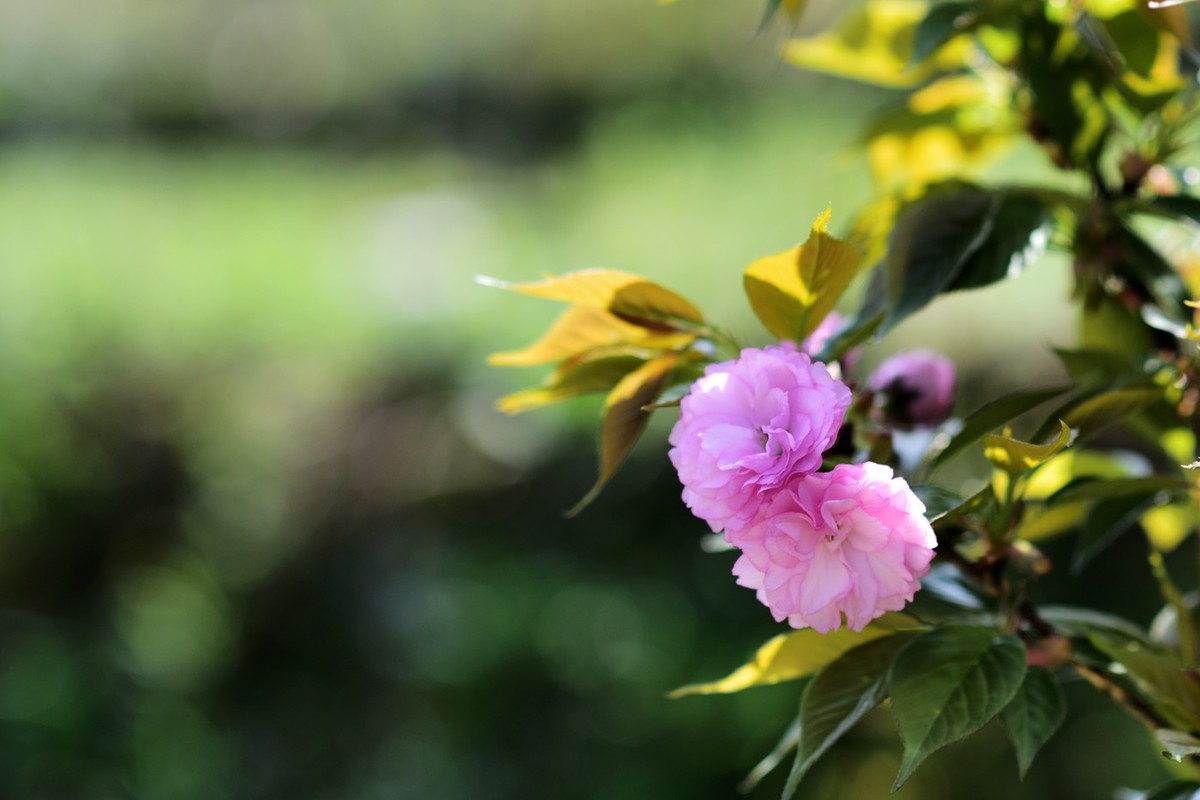 申请：辞去尼康D5200版主一职