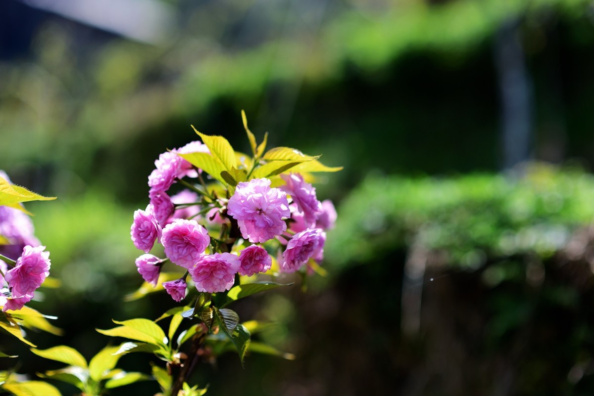 申请：辞去尼康D5200版主一职