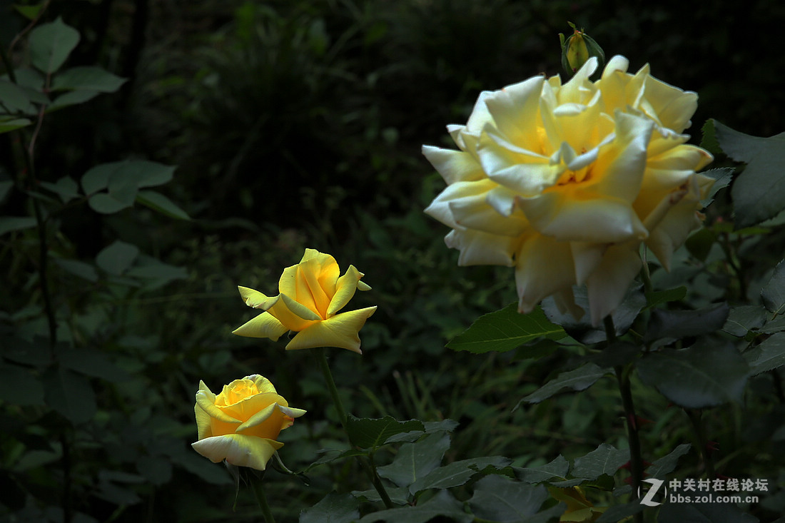 月季花开