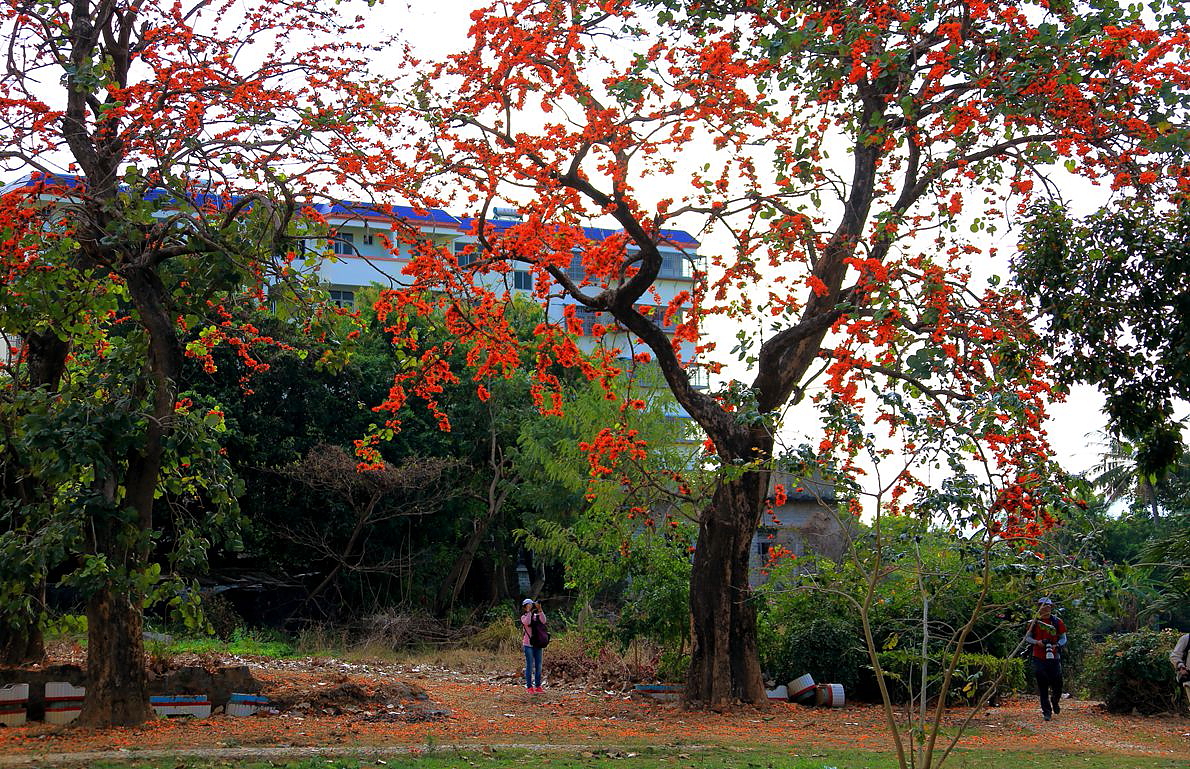 《海南昌江霸王岭风光》