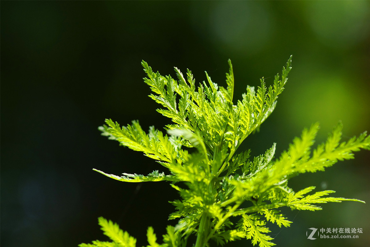 蒿草光影或比春花