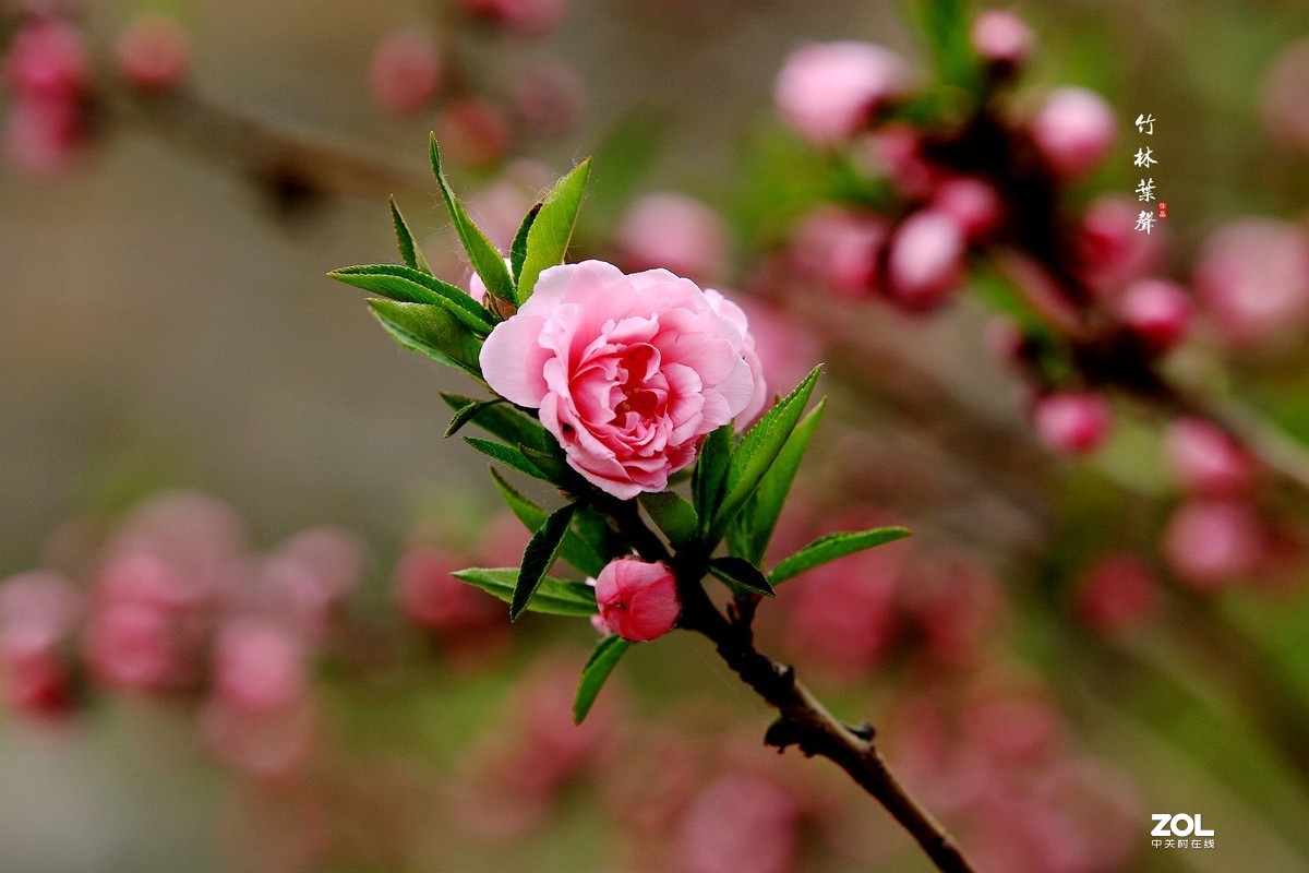 京城三月桃花香