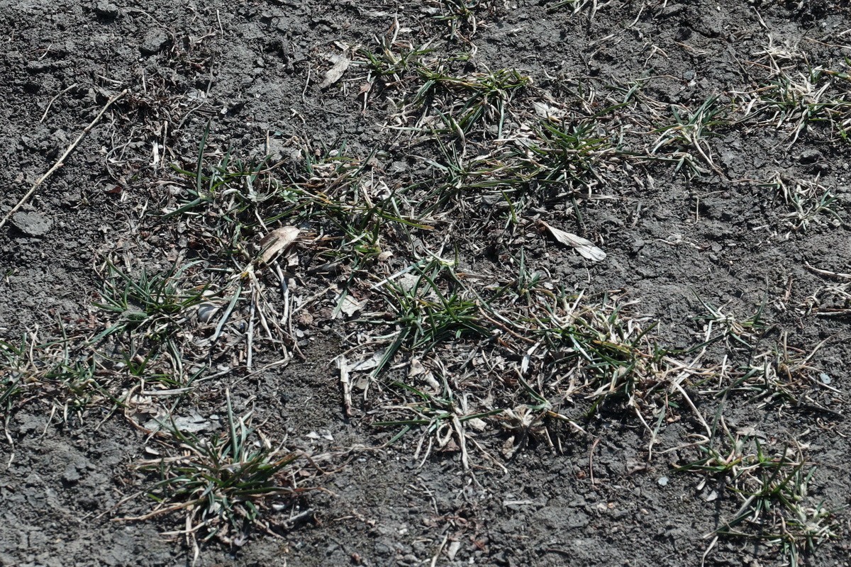 近乎无色彩的哈尔滨之春       2020.4.9