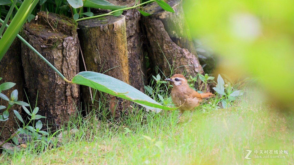 （19-14）   见到几只鸟鸟抓拍下来