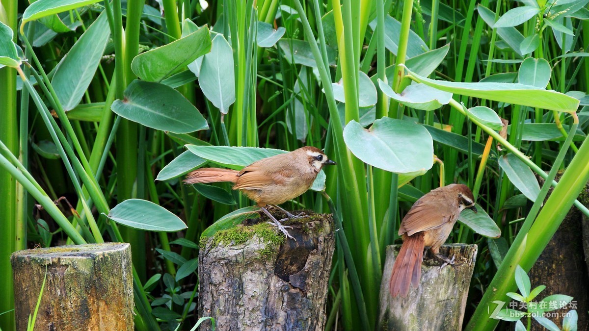（19-14）   见到几只鸟鸟抓拍下来