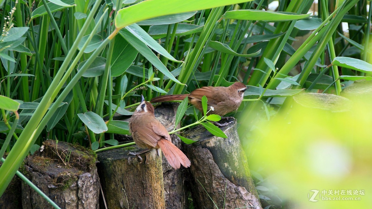 （19-14）   见到几只鸟鸟抓拍下来