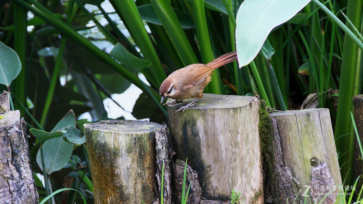 （19-14）   见到几只鸟鸟抓拍下来