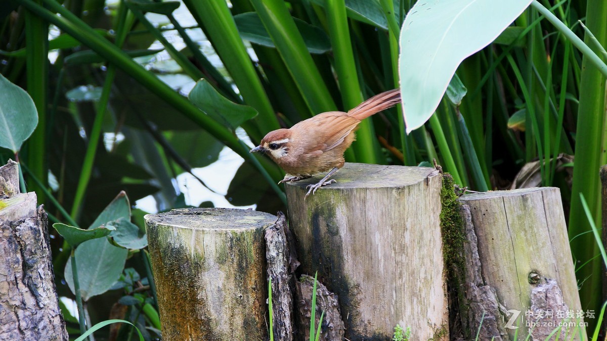 （19-14）   见到几只鸟鸟抓拍下来