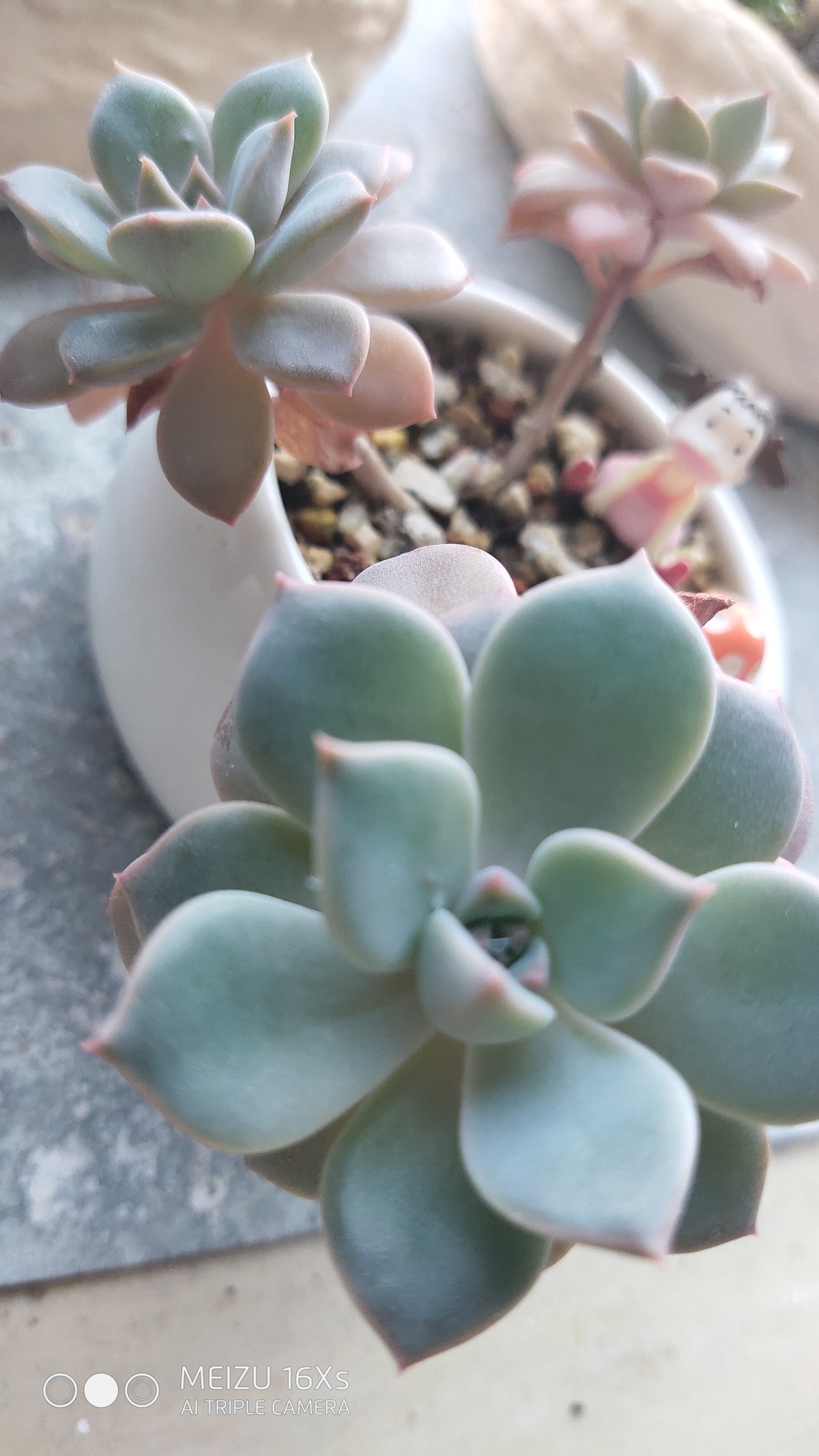 为测试手机拍摄，发的测试帖子！