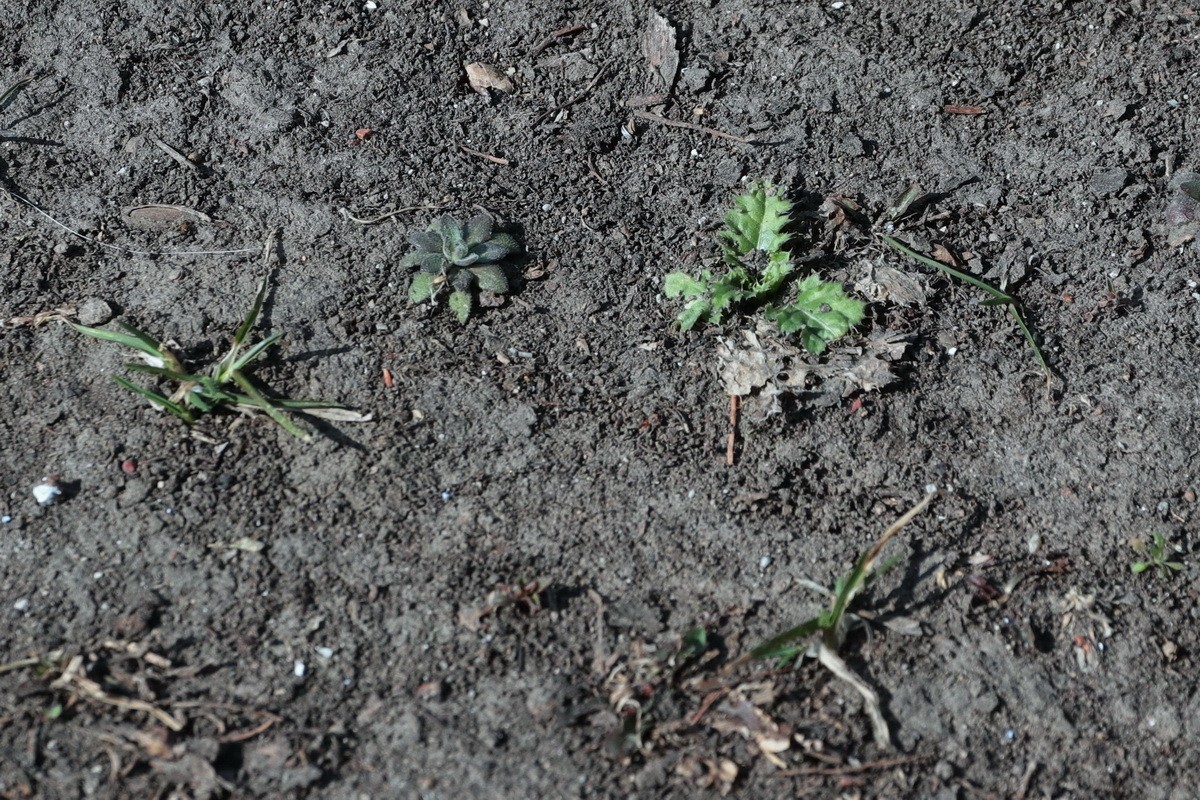 近乎无色彩的哈尔滨之春       2020.4.9