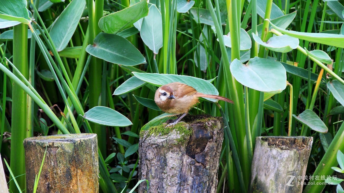（19-14）   见到几只鸟鸟抓拍下来