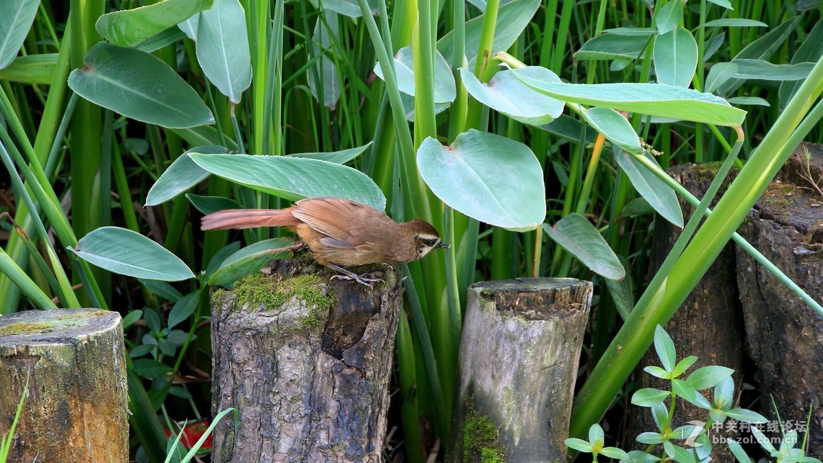 （19-14）   见到几只鸟鸟抓拍下来