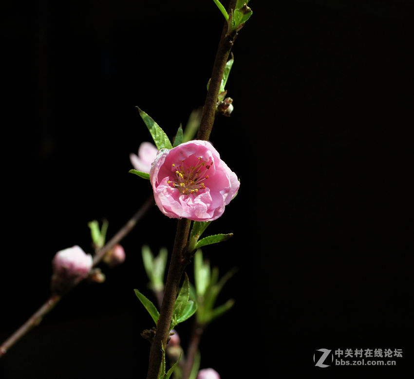 桃花依旧年年开