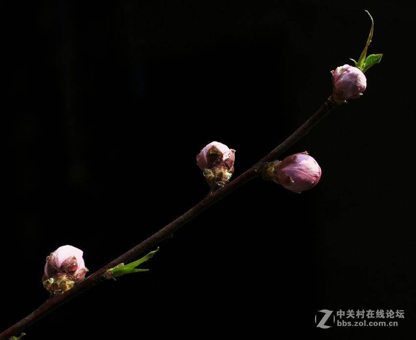 桃花依旧年年开