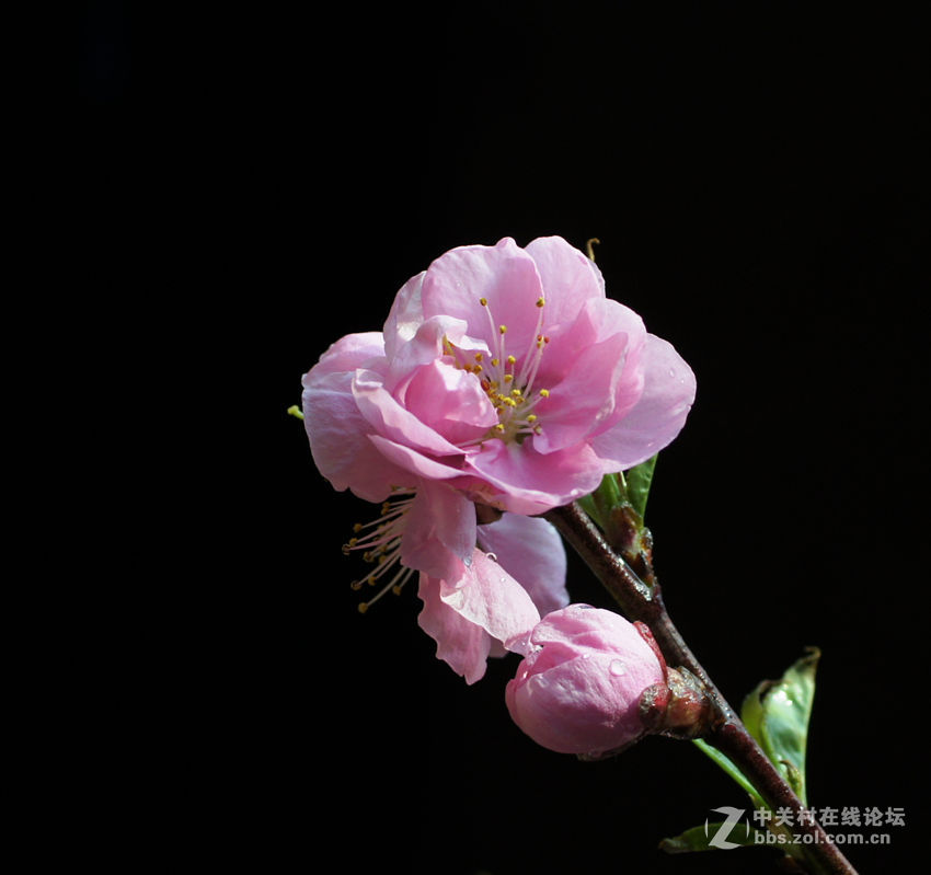 桃花依旧年年开