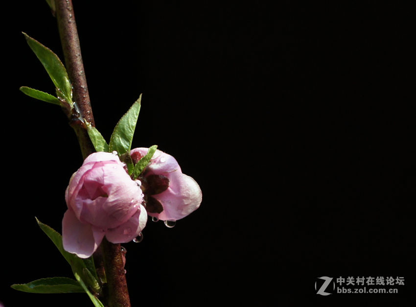 桃花依旧年年开