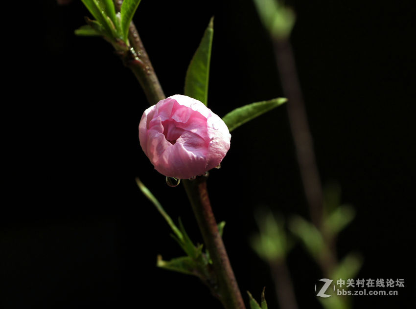 桃花依旧年年开
