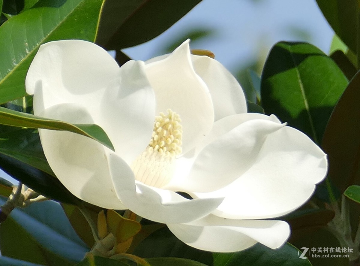 新近进了日文版的，请指教。