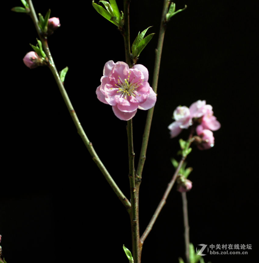 桃花依旧年年开