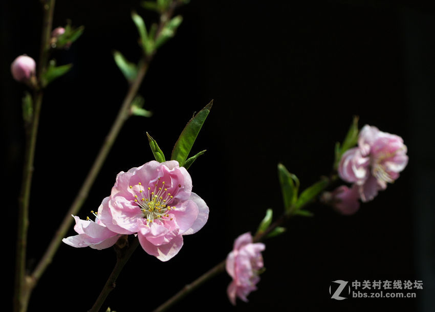 桃花依旧年年开