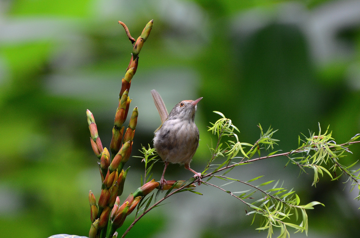 #尼康鸟类作品赏析#【小鸟嘴馋】 （老阿推荐）