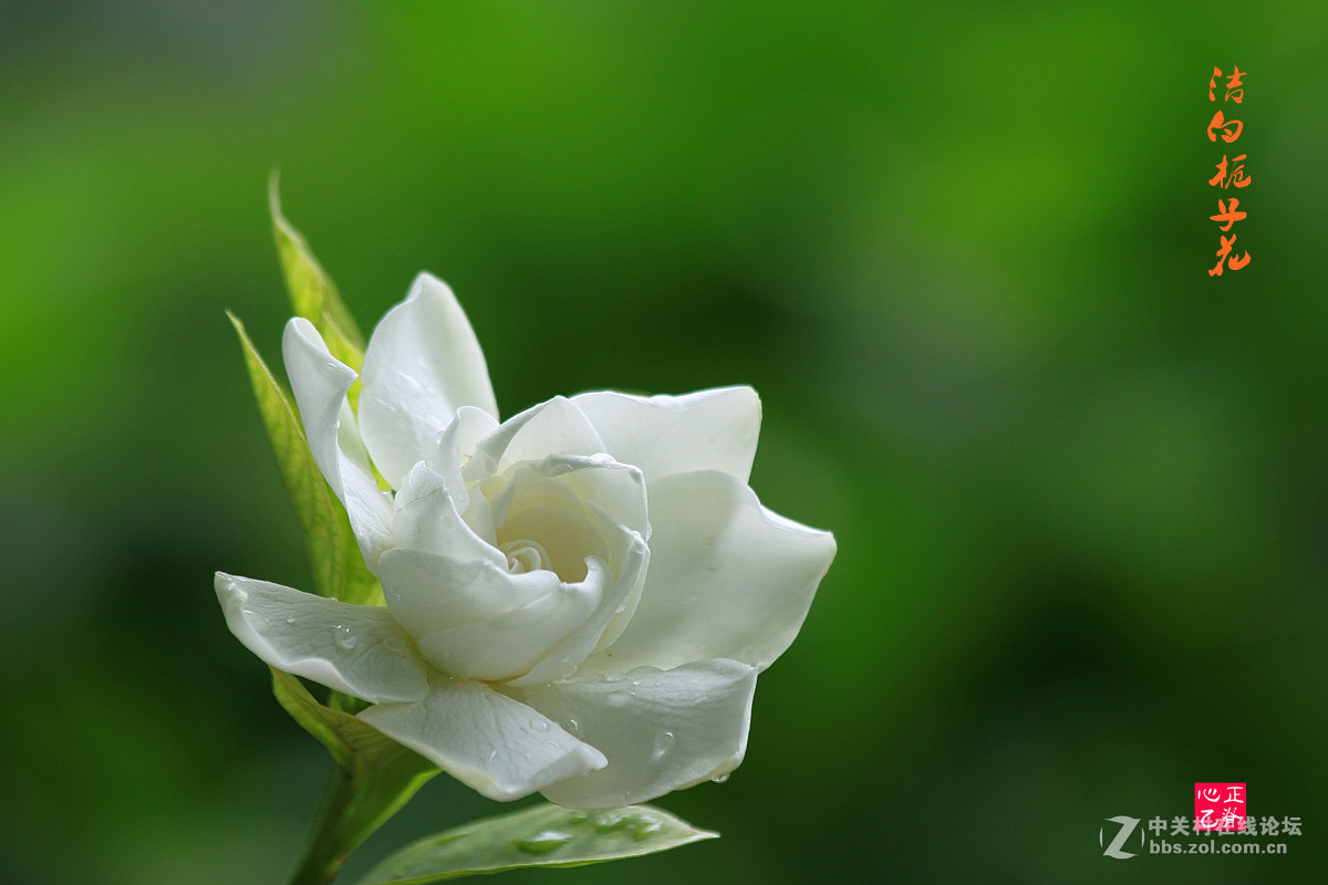 洁白栀子花-中关村在线摄影论坛
