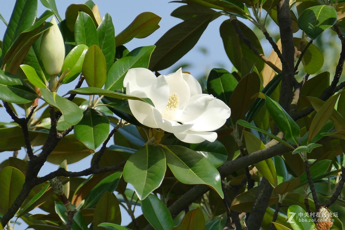 新近进了日文版的，请指教。