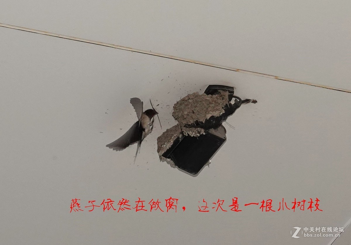 燕窝