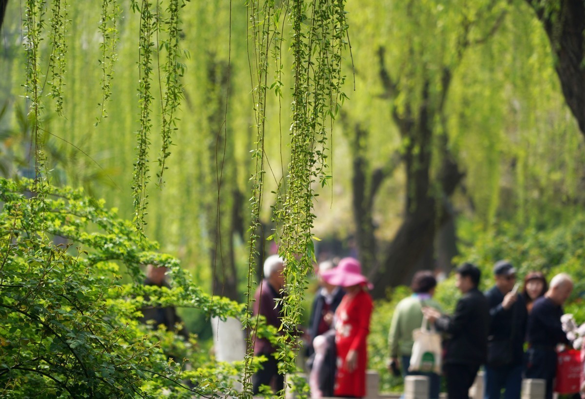 赏花