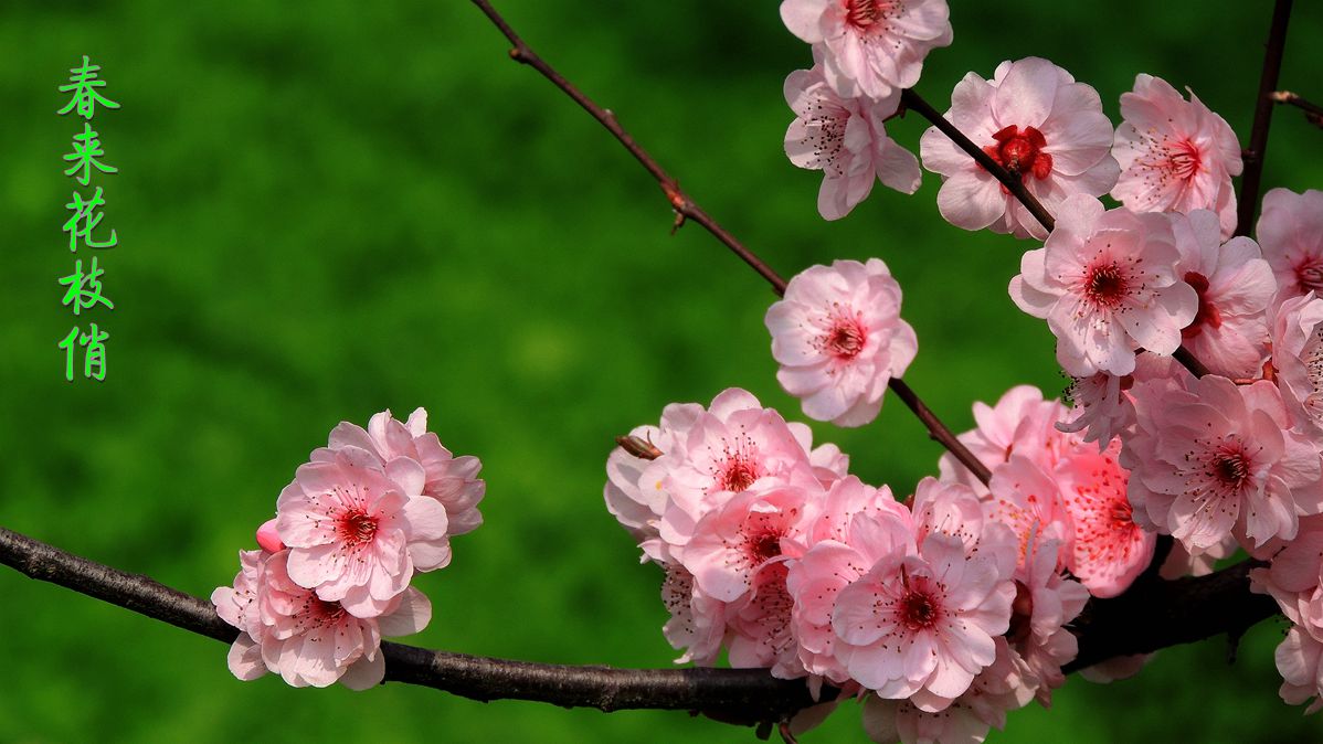 #春之使者----花卉摄影大赛#———(春来花枝俏)-中关村在线摄影论坛