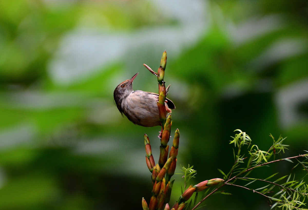 #尼康鸟类作品赏析#【小鸟嘴馋】 （老阿推荐）