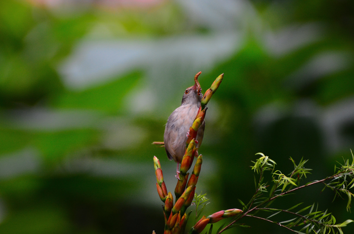 #尼康鸟类作品赏析#【小鸟嘴馋】 （老阿推荐）