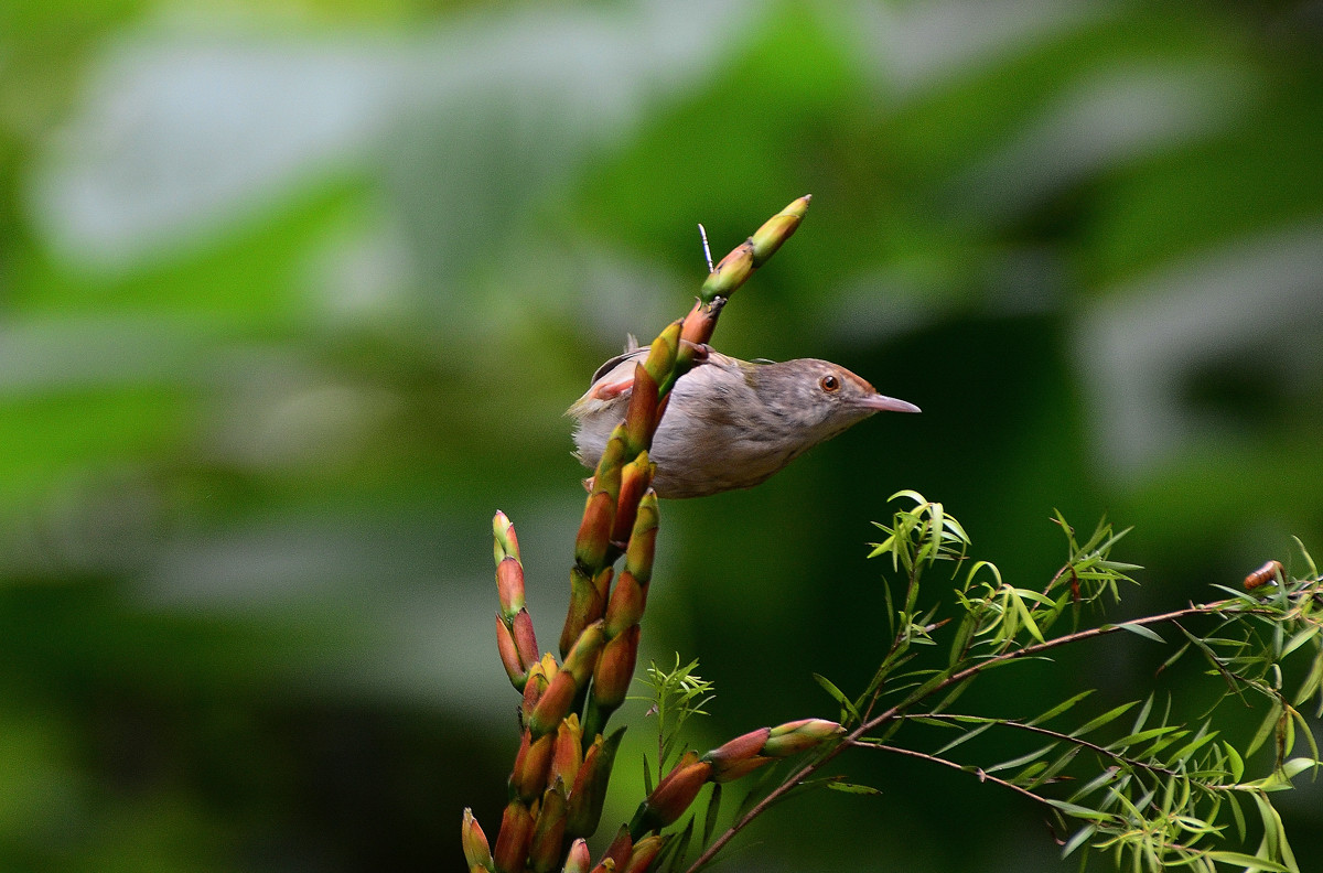 #尼康鸟类作品赏析#【小鸟嘴馋】 （老阿推荐）