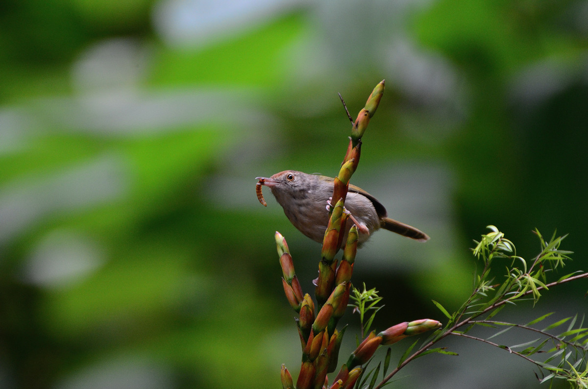#尼康鸟类作品赏析#【小鸟嘴馋】 （老阿推荐）