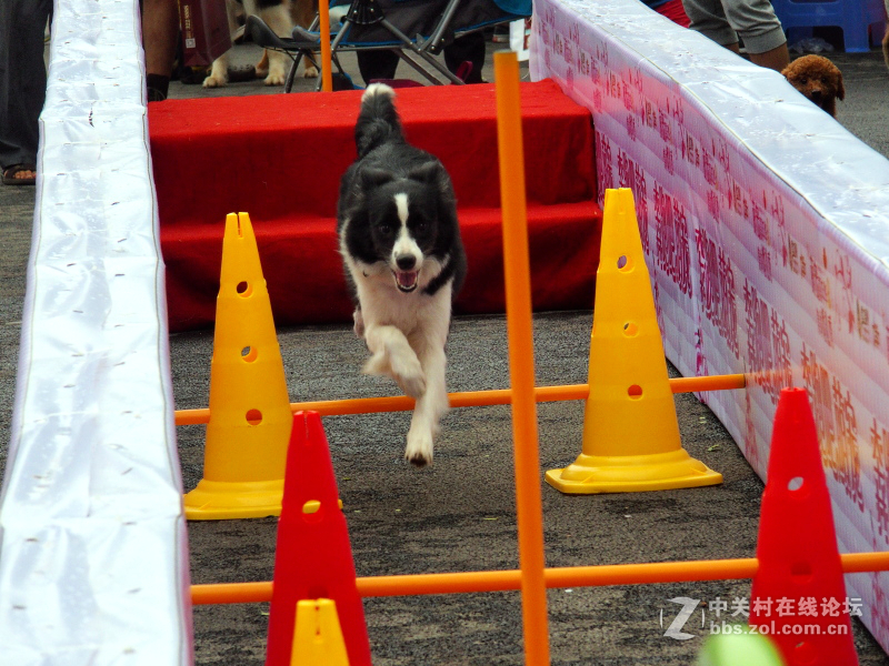 奥林巴斯STYLUS 1s【练手】汪星人