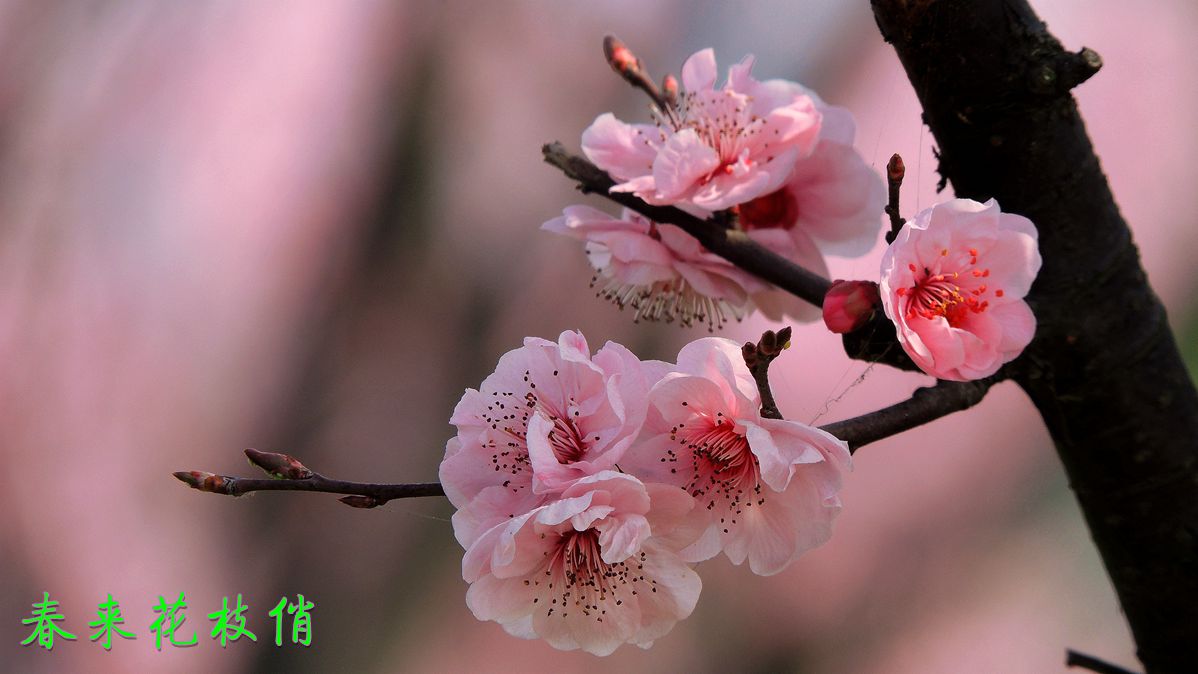 #春之使者----花卉摄影大赛#———(春来花枝俏)-中关村在线摄影论坛