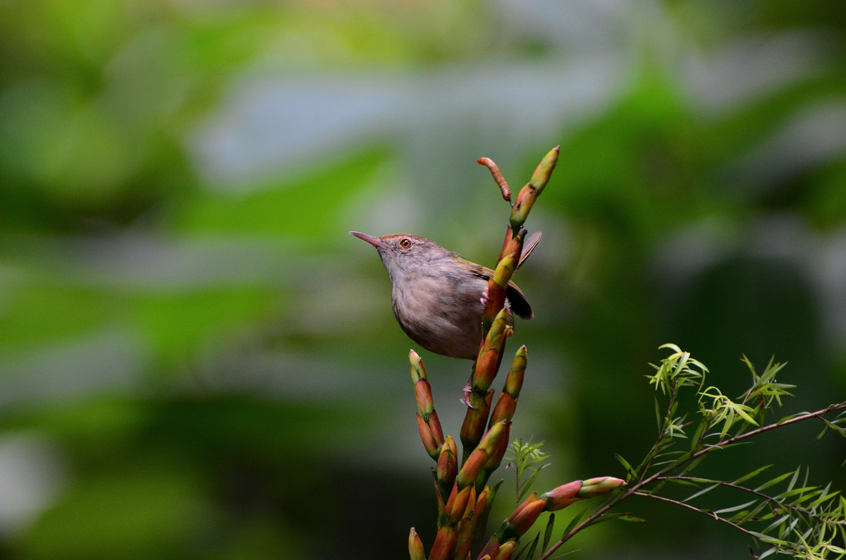 #尼康鸟类作品赏析#【小鸟嘴馋】 （老阿推荐）